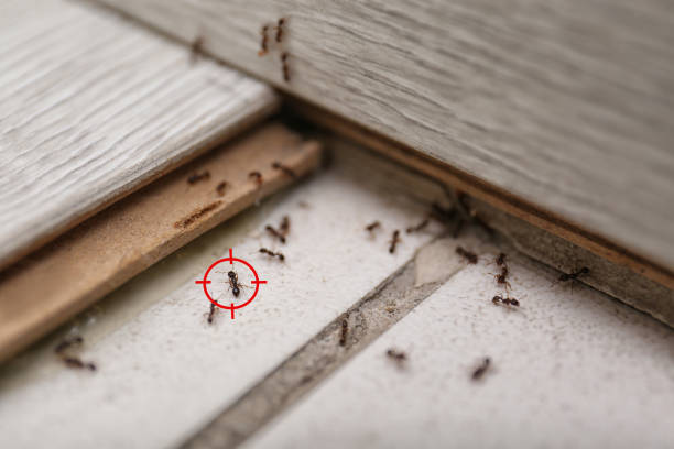 Best Best Pest Control Companies  in New Ellenton, SC