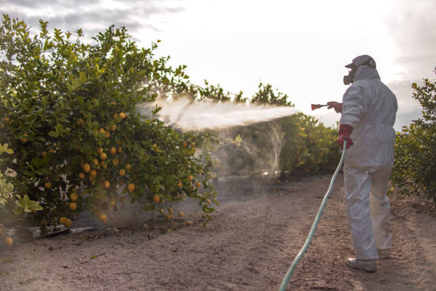 Best Termite Control Services  in New Ellenton, SC